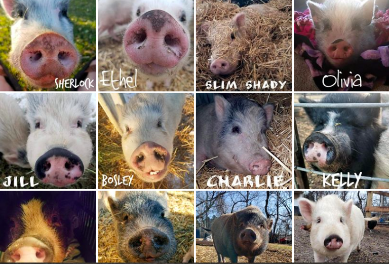 Donation to Kansas City Pig Rescue Network Pigs & Pugs Project