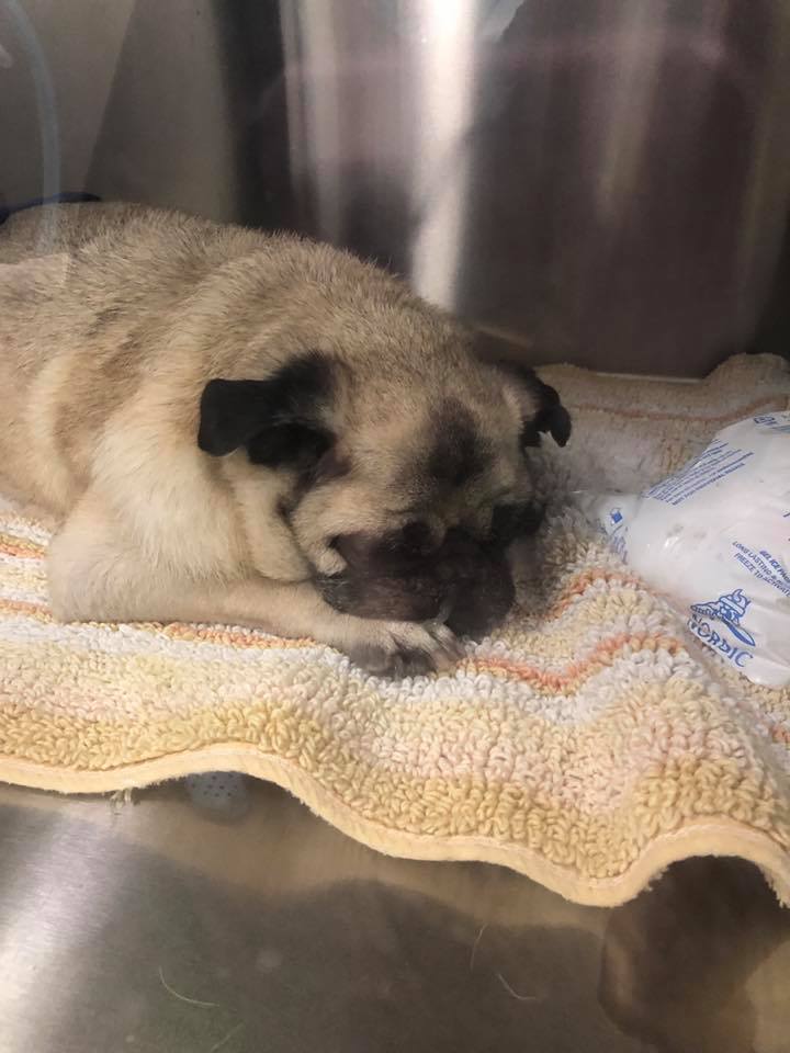 florida pug rescue